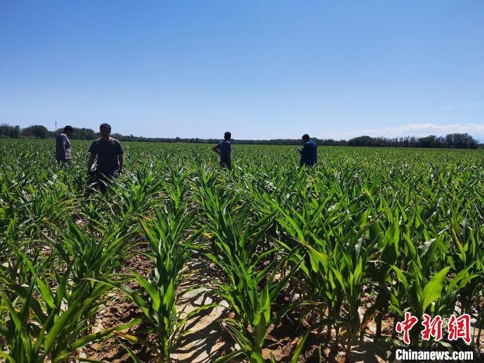 约占全国面积8%！新疆兵团第四师可克达拉市为何能成国家级玉米制种大县？