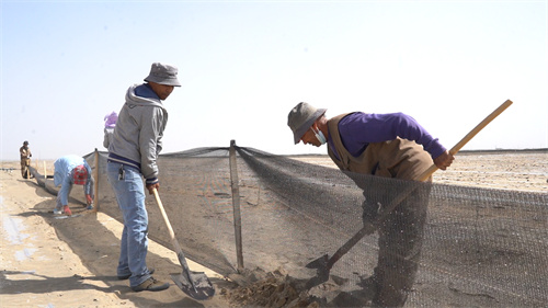 三十七团建立体防风沙障护航农业生产