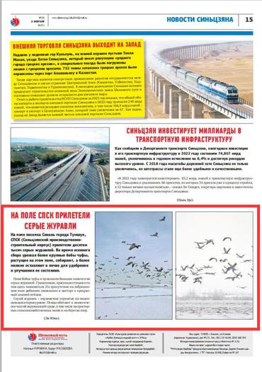 新疆兵团：冬日农田近万只灰鹤悠闲觅食