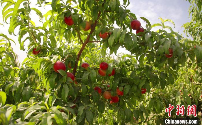 新疆兵团小镇如何在沙漠腹地书写“绿色奇迹”？