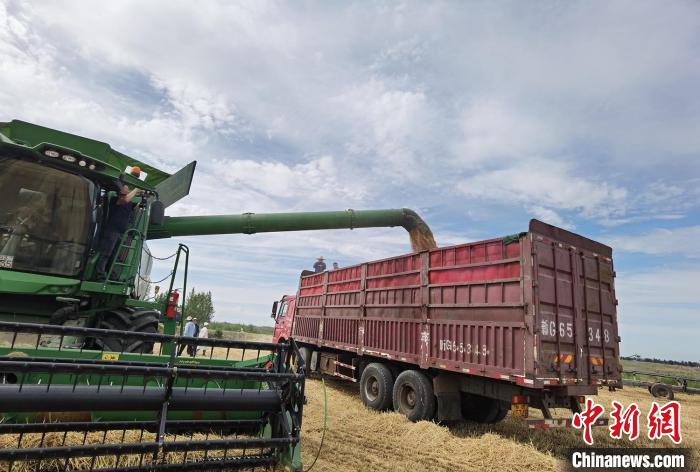 新疆石河子粮食作物单产缘何越来越高？
