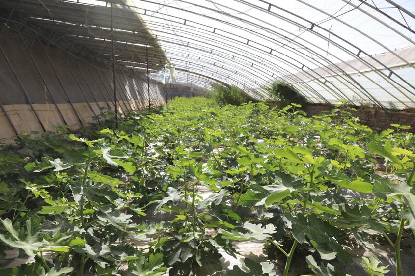 十四团：大棚无花果进入结果期