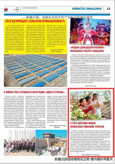 新疆北部团场樱桃花正艳 棚内棚外两重天