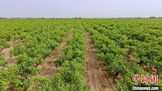 昆玉市周边一眼望不到边的枣林，就像值守在沙海中的哨兵。　史玉江 摄