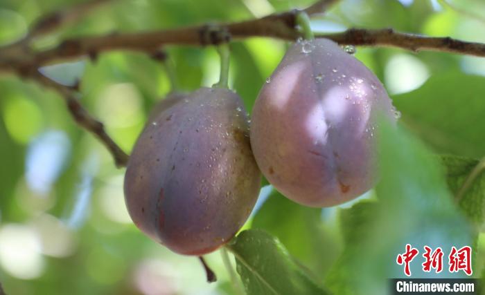 新疆伽师新梅：水果界“后起之秀”如何“脱颖而出”?