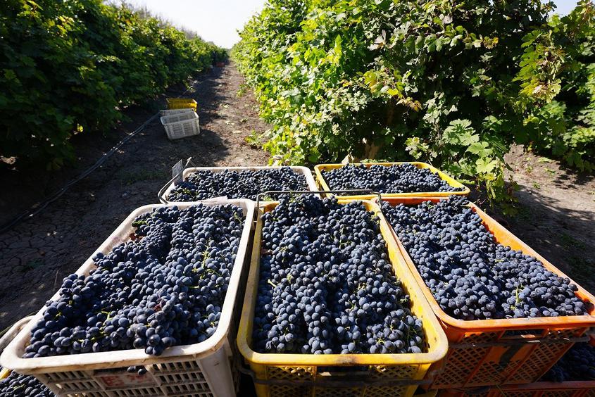 二二二团酿酒葡萄进入“甜蜜”丰收季