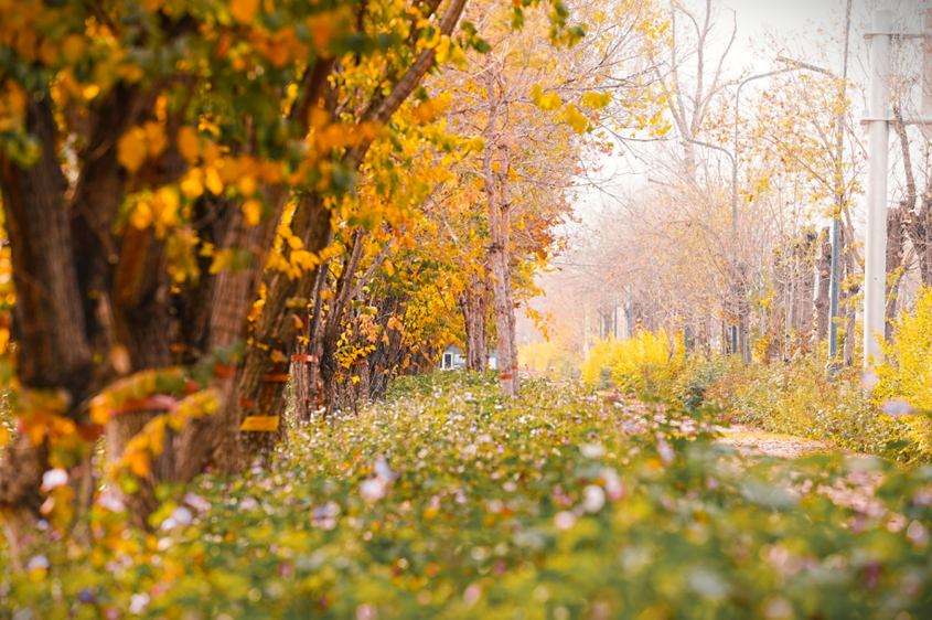金风送爽 景满秋山——魅力十二师秋色掠影