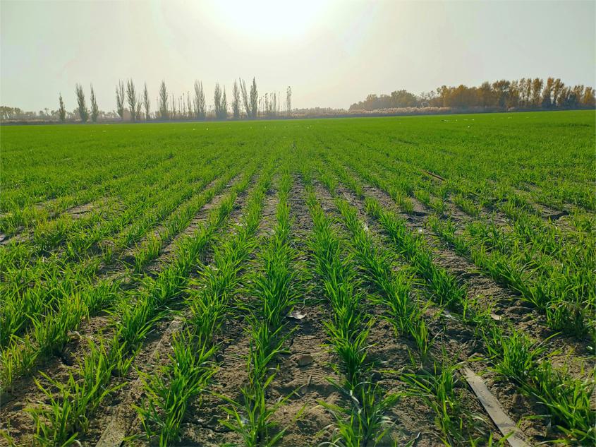 万亩冬小麦忙越冬 静待来年好“丰”景