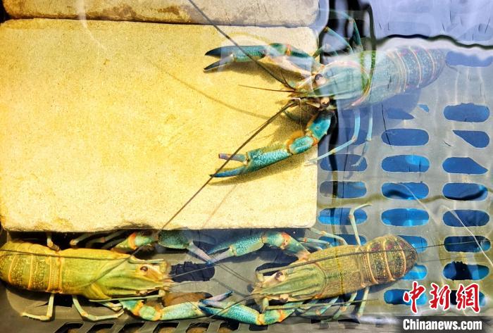 拓展“海鲜家族”成员 新疆阿拉尔市变戈壁滩为“金银滩”