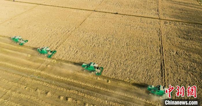 亩产破570公斤！新疆兵团万亩盐碱地当年治理当年高产的秘诀何在？