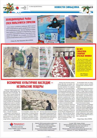 新疆南部红枣采收加工忙