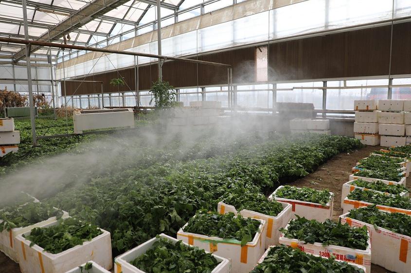 小小“百香果”，扩宽致富路