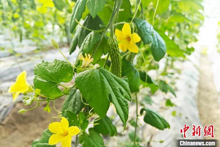 科技赋能发展 新疆兵团设施农业显现“科技范”