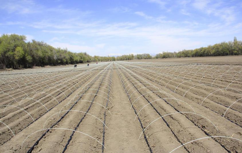 刘勇：带领职工试种生姜30亩