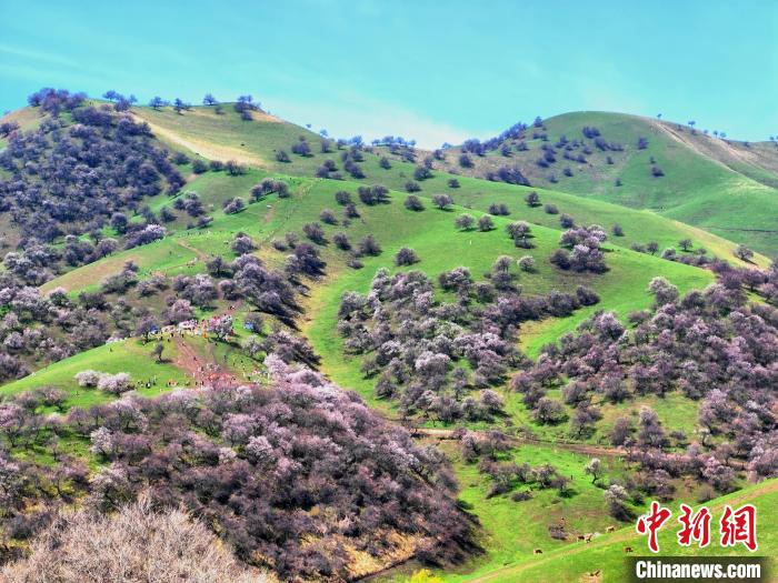 “颜值”变“产值” 新疆“赏花经济”有力助推乡村振兴