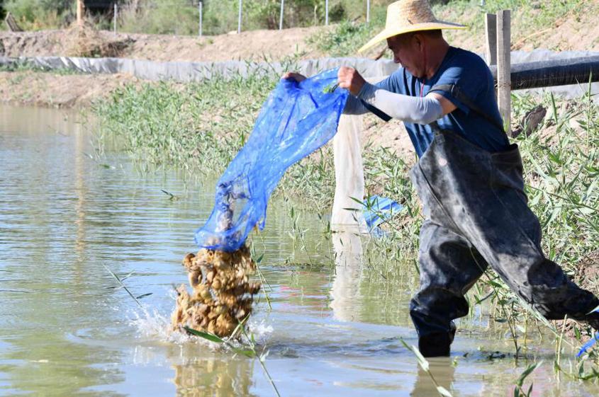 虾蟹舞碧波 湖疆情意长
