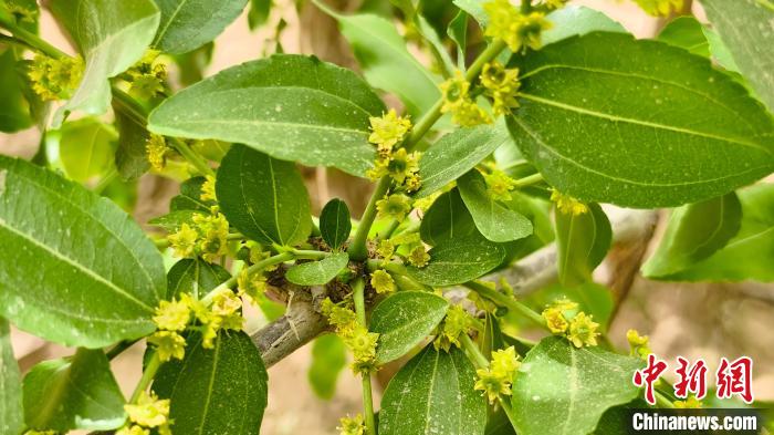 一颗红枣，何以成新疆昆玉市的名片？