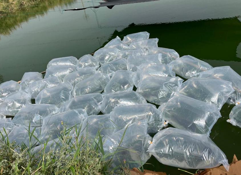 50万尾黄辣丁鱼苗“落户”第一师阿拉尔市十二团4连