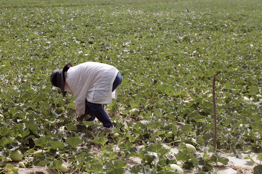 十四团“团结瓜”迎丰收季