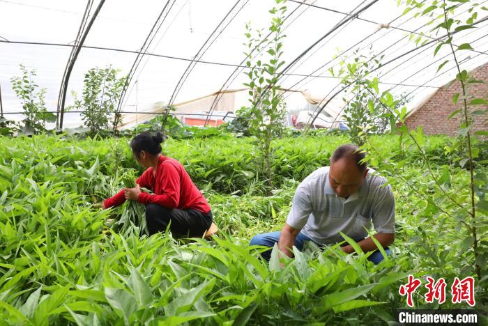 发展特色产业 新疆兵团这家家庭农场如何实现“南果北种”？