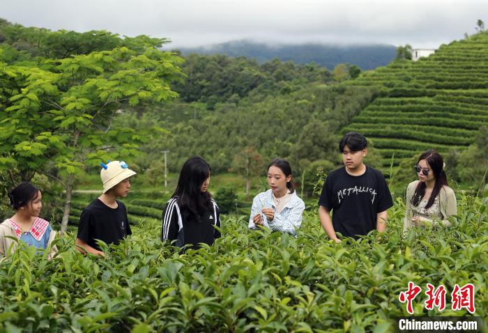 老挝华裔新生代游学普洱收官 茶咖之旅魅力无穷
