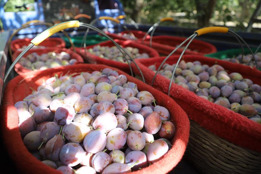 九团梨花镇：特色林果业铺就乡村振兴路