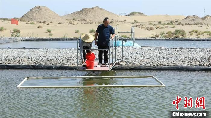 10万尾优质海洋鱼何以在新疆沙漠里安家？