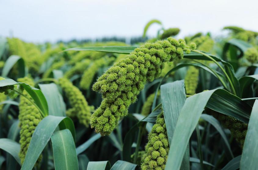 十四团：多元化种植开辟致富新路径 6000亩小米丰收在望