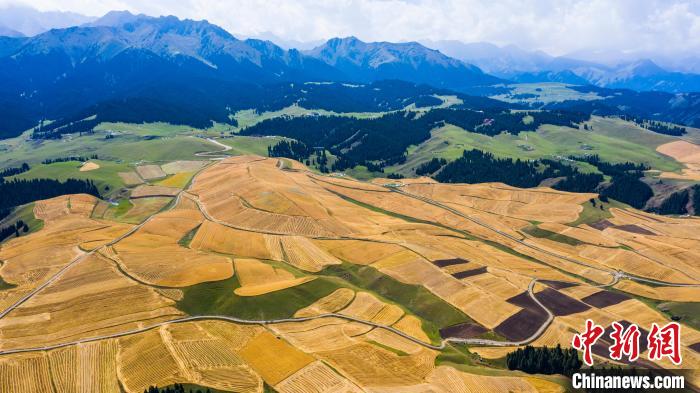 新疆一万泉5a级旅游景区内旱地小麦进入收获期