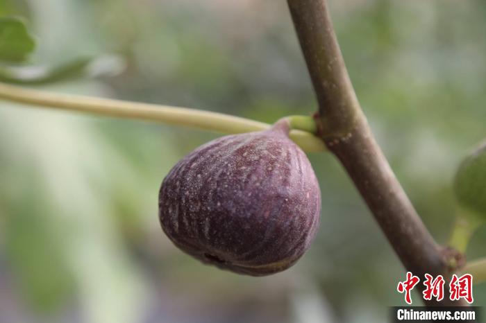 新疆兵团：特色无花果“种”出致富路