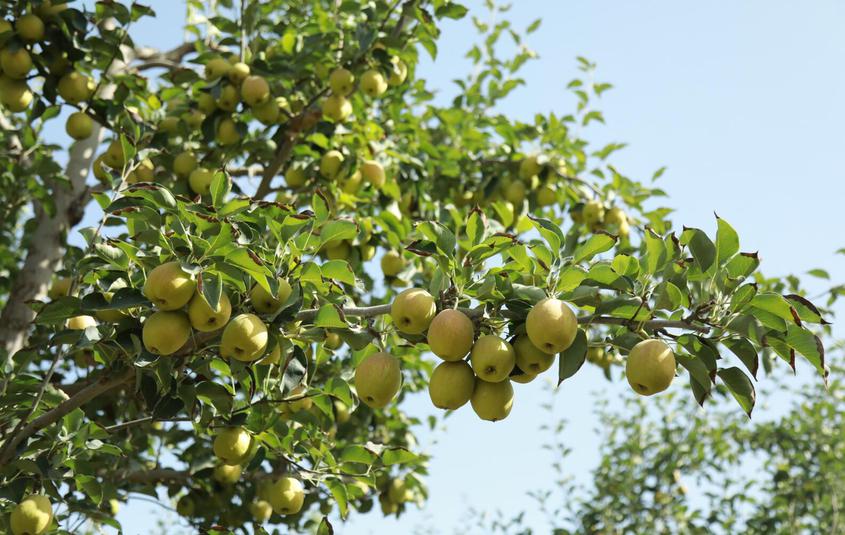 香梨——乡村振兴路上的“甜心果”