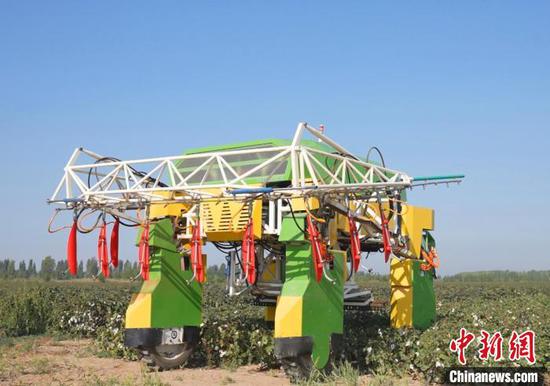 “大长腿”机器人进入棉田喷施脱叶剂。于三 摄 “大长腿”机器人进入棉田喷施脱叶剂。于三 摄