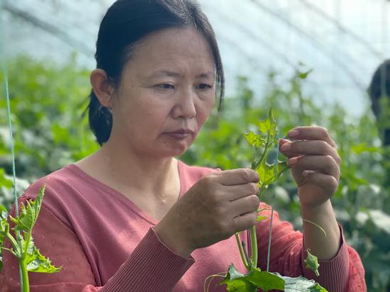2023年2月26日,朱广兰在大棚给丝瓜打顶。 兵团日报全媒体记者 翟薇 摄 2023年2月26日,朱广兰在大棚给丝瓜打顶。 兵团日报全媒体记者 翟薇 摄