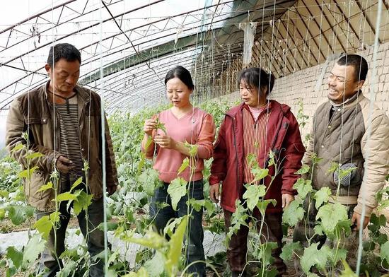 2023年2月26日,第十四届全国人大代表、十三师黄田农场五连职工朱广兰(左二)在设施大棚里与职工群众交流丝瓜种植技术。 兵团日报全媒体记者赵宝山 通讯员 张国锋 摄影报道 2023年2月26日,第十四届全国人大代表、十三师黄田农场五连职工朱广兰(左二)在设施大棚里与职工群众交流丝瓜种植技术。 兵团日报全媒体记者赵宝山 通讯员 张国锋 摄影报道
