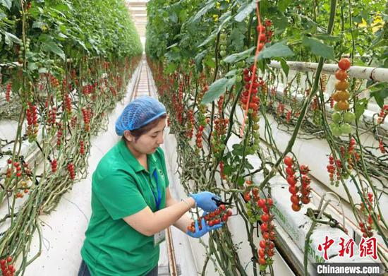 9月24日,依力孜然木·艾力在润泰智慧农业产业园的“智慧大棚”内采收串收番茄。 程小路 摄 9月24日,依力孜然木·艾力在润泰智慧农业产业园的“智慧大棚”内采收串收番茄。 程小路 摄