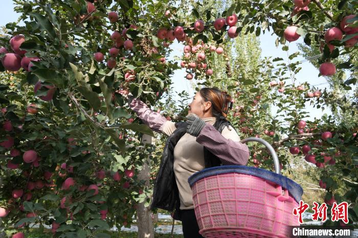 新疆阿克苏市近14万亩“冰糖心”苹果进入采摘期