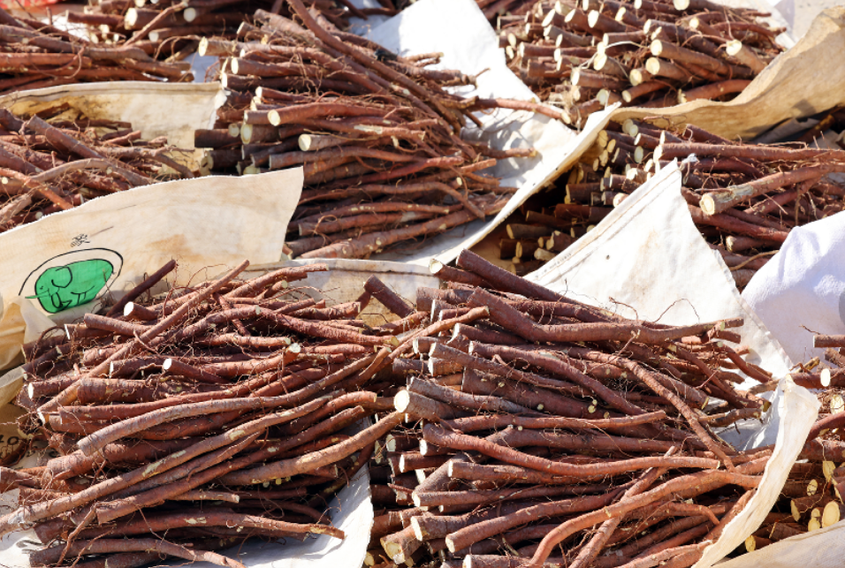 二十一团：药材加工忙生产 产业发展促振兴