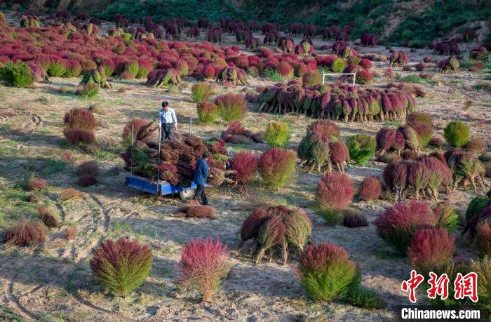 山西柳林：“金扫帚”编织乡村振兴新梦想