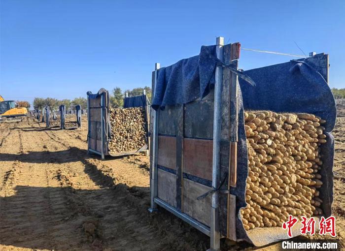 山药种植何以在新疆兴起？