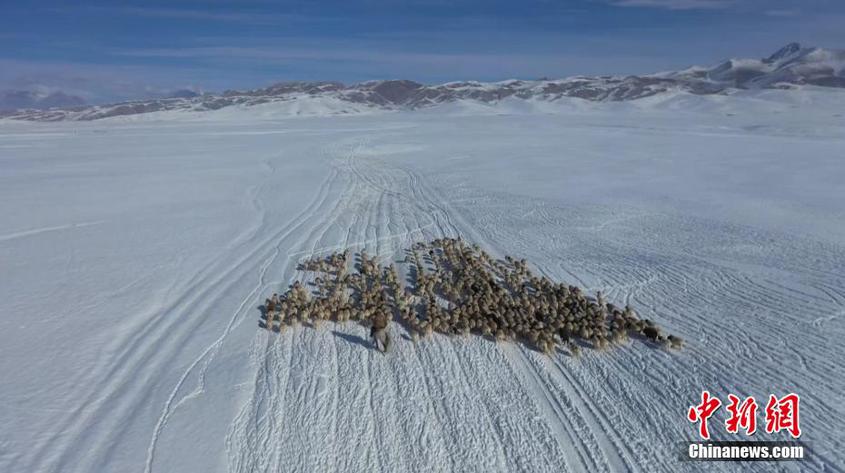 新疆巴音布鲁克草原牲畜陆续转入冬季牧场