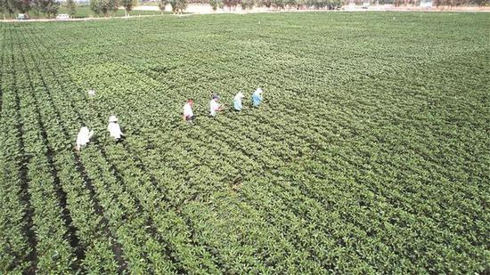 练文明与同事在试验田忙碌(资料图片)。 练文明与同事在试验田忙碌(资料图片)。