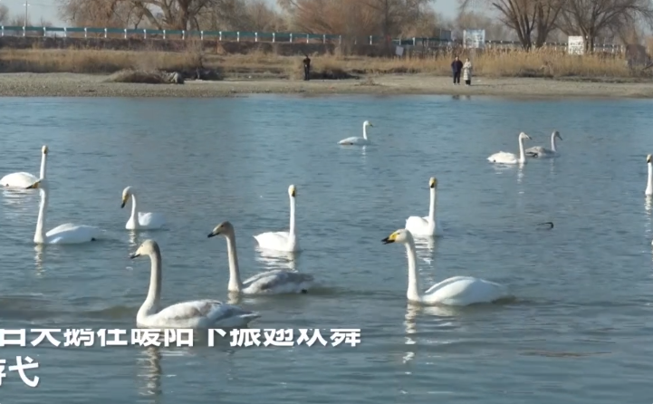 野生天鹅飞抵新疆开都河越冬 野生天鹅飞抵新疆开都河越冬