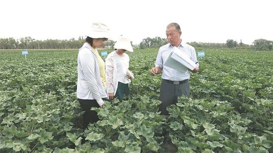 练文明(右)在试验田里为年轻技术人员讲解技术要领。 练文明(右)在试验田里为年轻技术人员讲解技术要领。