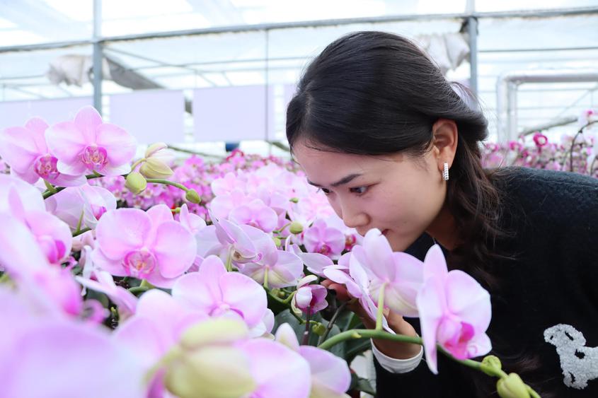 铁门关市3.5万株蝴蝶兰“远嫁”俄罗斯