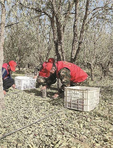 田恒淼(前)带领环保志愿服务队的成员在皮山农场六连开展环保活动(资料图片)。田恒淼 提供 田恒淼(前)带领环保志愿服务队的成员在皮山农场六连开展环保活动(资料图片)。田恒淼 提供