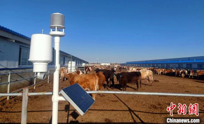 数智技术助力新疆畜牧业走“新”路