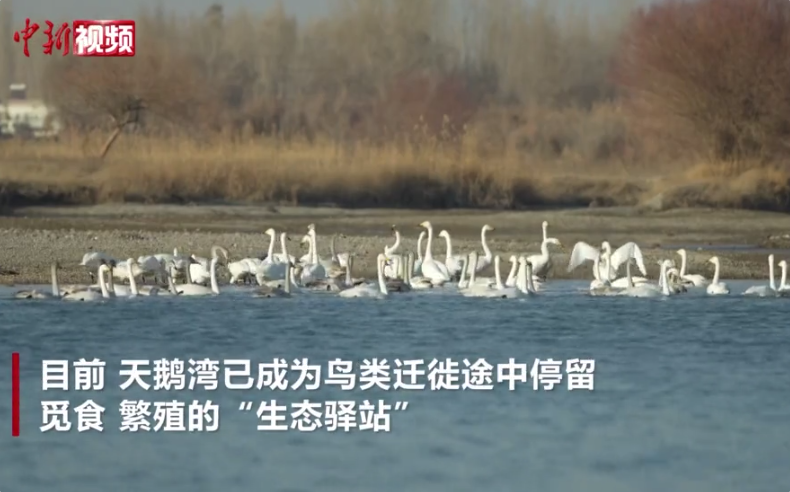 野生天鹅飞抵新疆开都河越冬