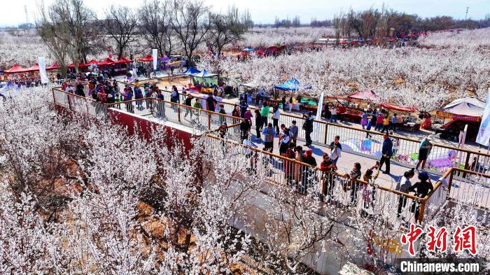 新疆开启赏花季 从“新疆第一春”启程感受浪漫之旅