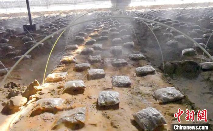 新疆兵团：特色农业“种”出乡村振兴好“钱”景