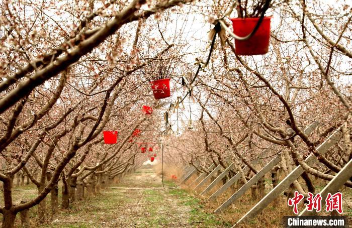 新疆阿拉尔：科技赋能杏花授粉助果农增收